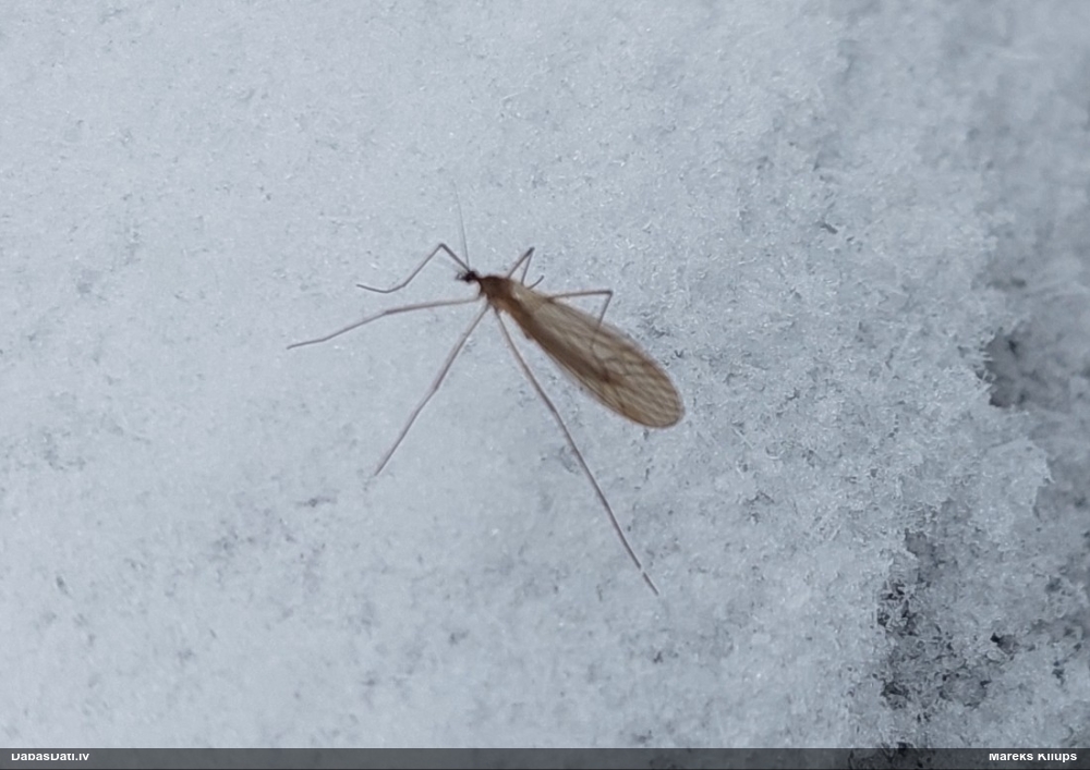 Ziemasods Trichocera sp.