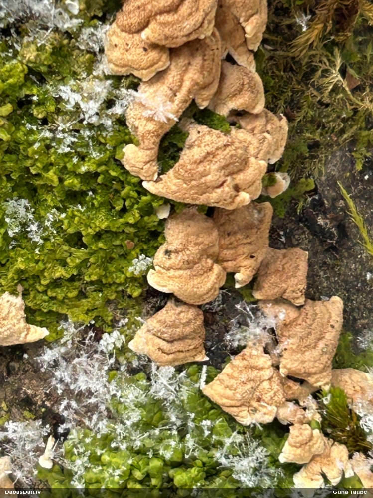 Cirtainā kroklapīte