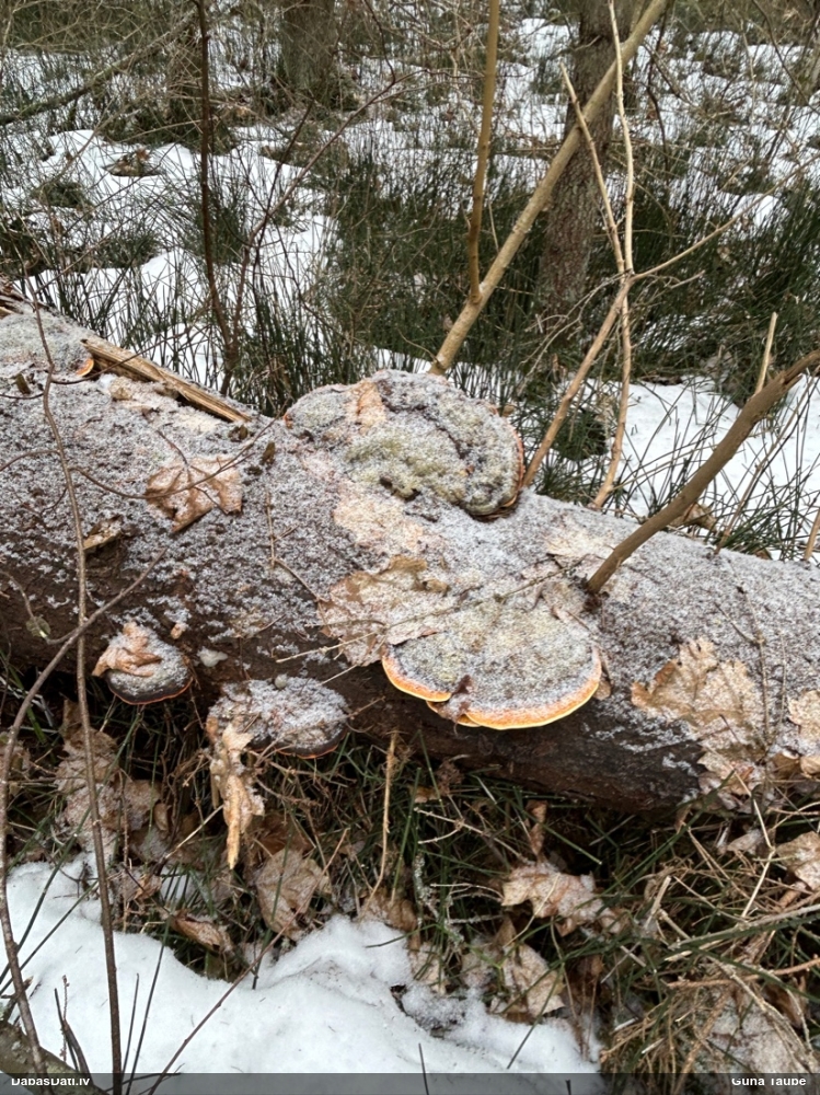 Окаймленный трутовик