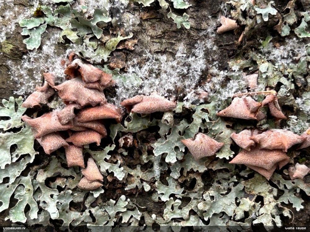 Izplestā pundurkamolene