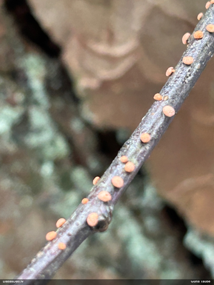 Lapkoku sarkankārpainība