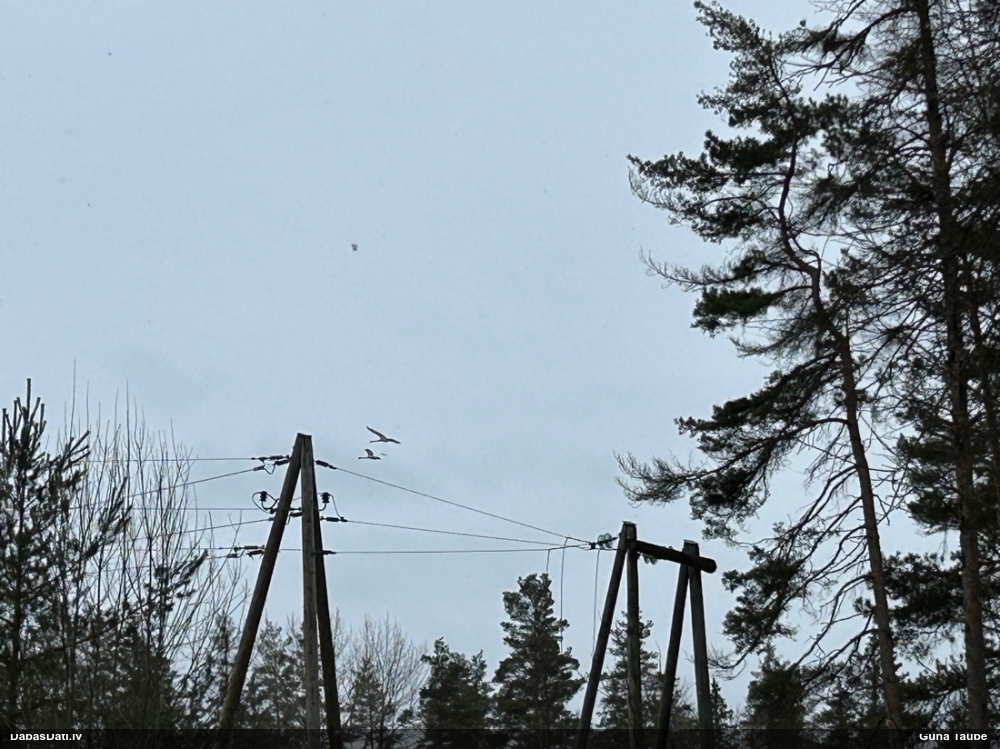 лебедь-кликун