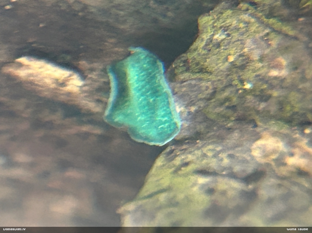 Zilzaļā hlorociborija