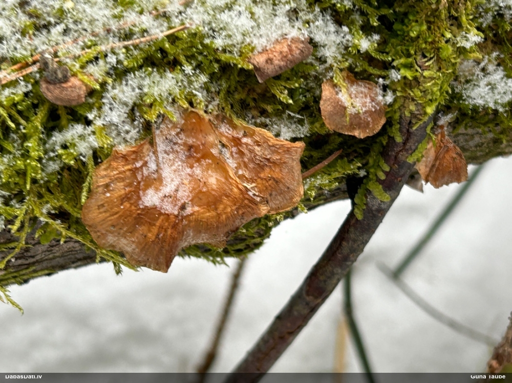 Vēlā pundurkamolene