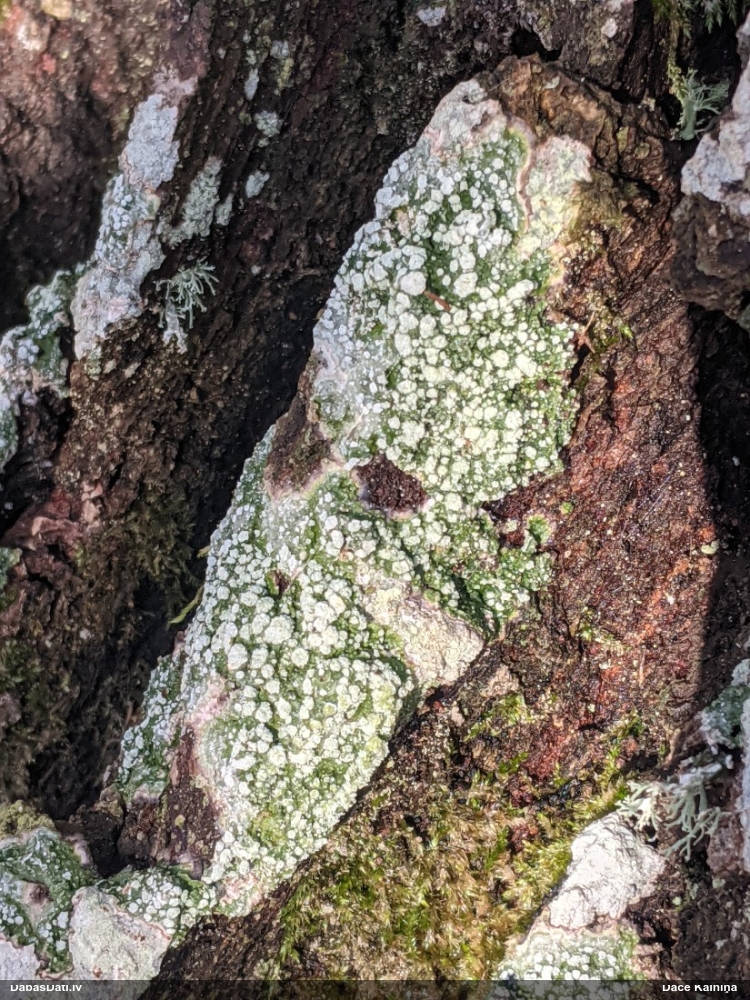 Ķērpis (nenoteikts)