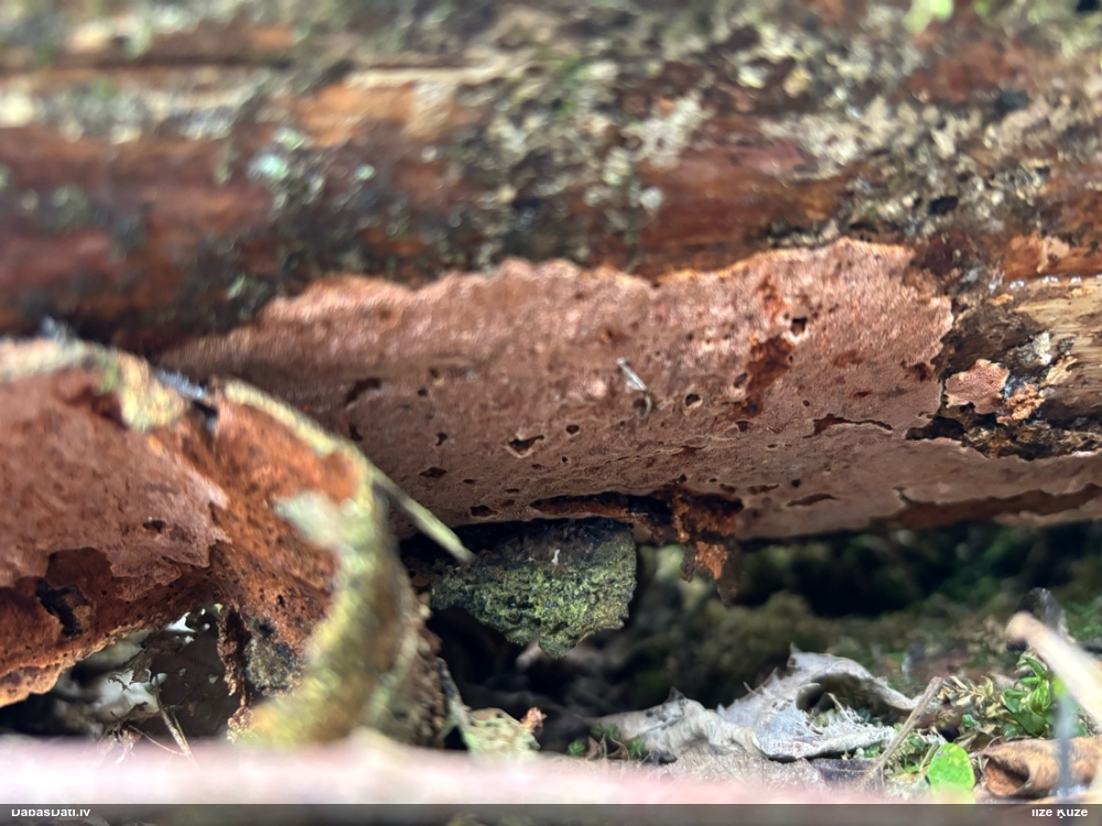 Šokolādes jungūnija