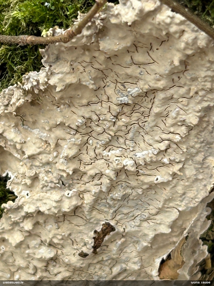 Klājeniska sēne (nenoteikta)