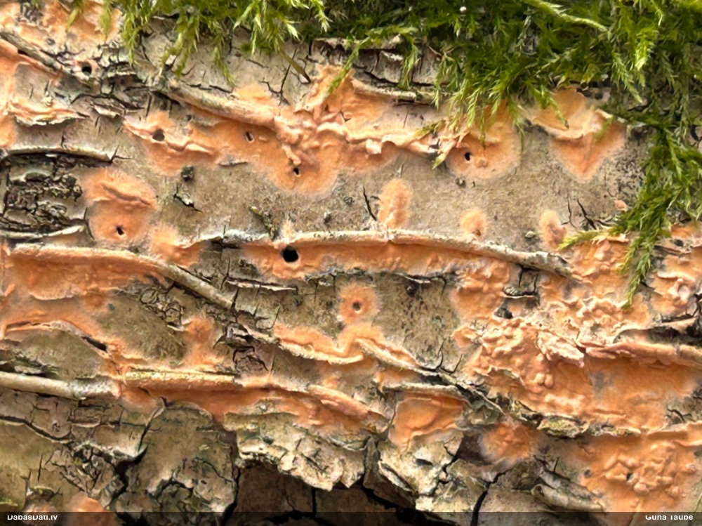 Klājeniska sēne (nenoteikta)