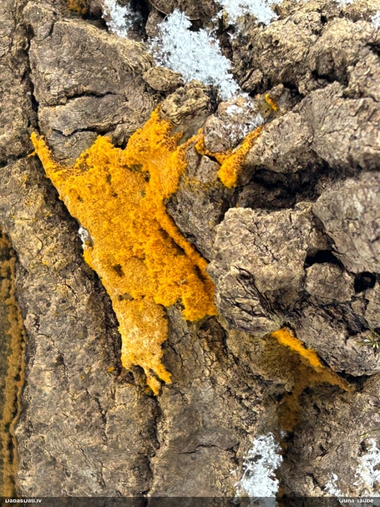 Trihija, hemitrihija (nenoteikta)