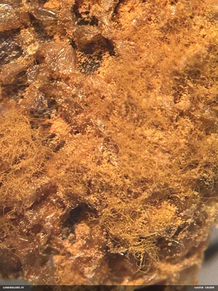 Trihija, hemitrihija (nenoteikta)