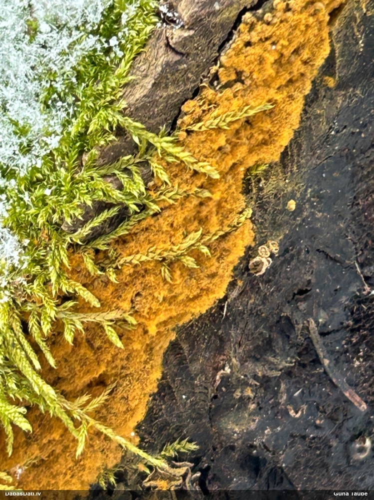 Trihija, hemitrihija (nenoteikta)