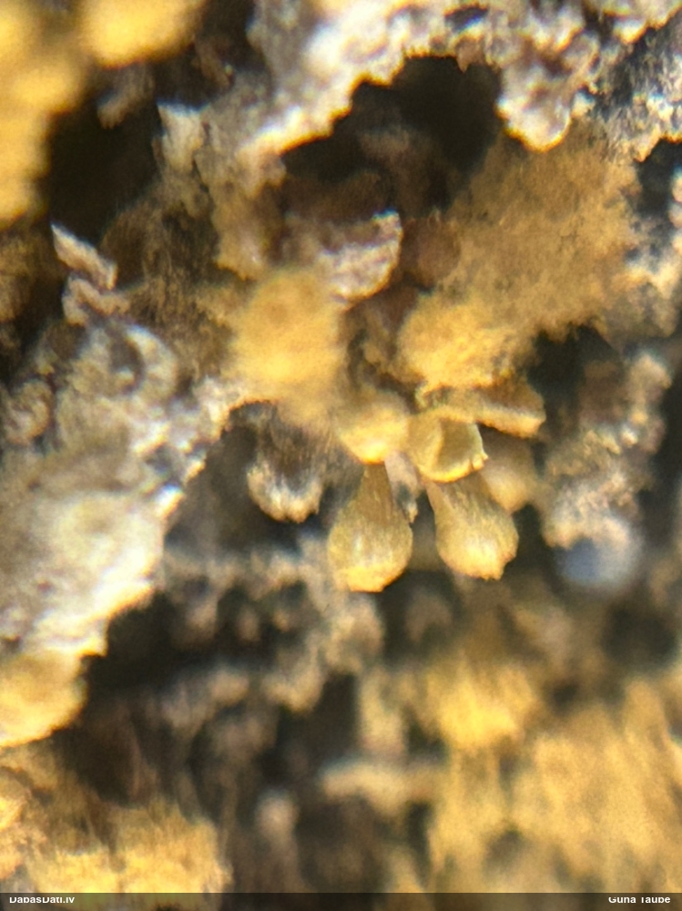 Maldinošā kājpilīte (bij. maldinošā trihija)