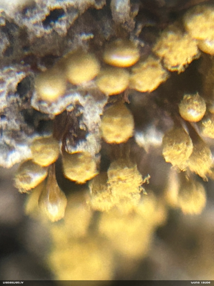 Maldinošā kājpilīte (bij. maldinošā trihija)