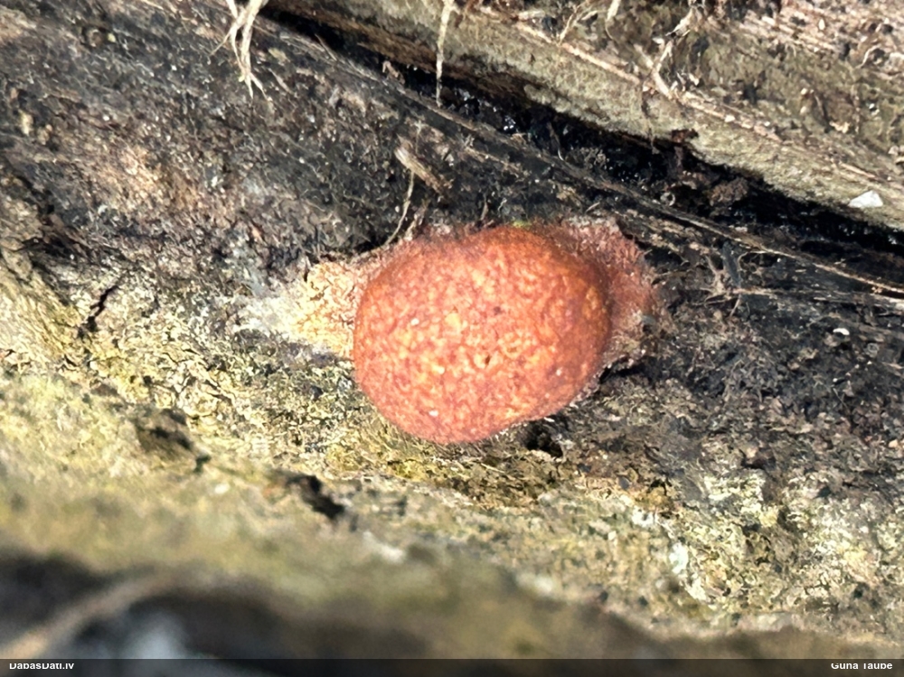 Gludais ragansviests