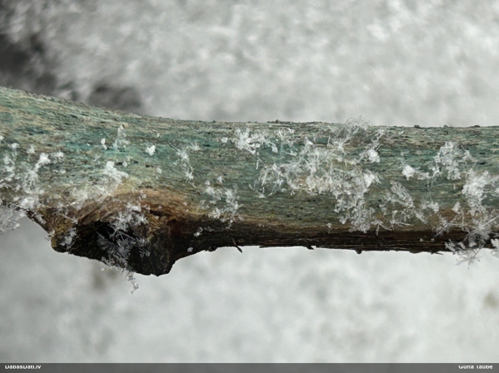 Zilzaļā hlorociborija