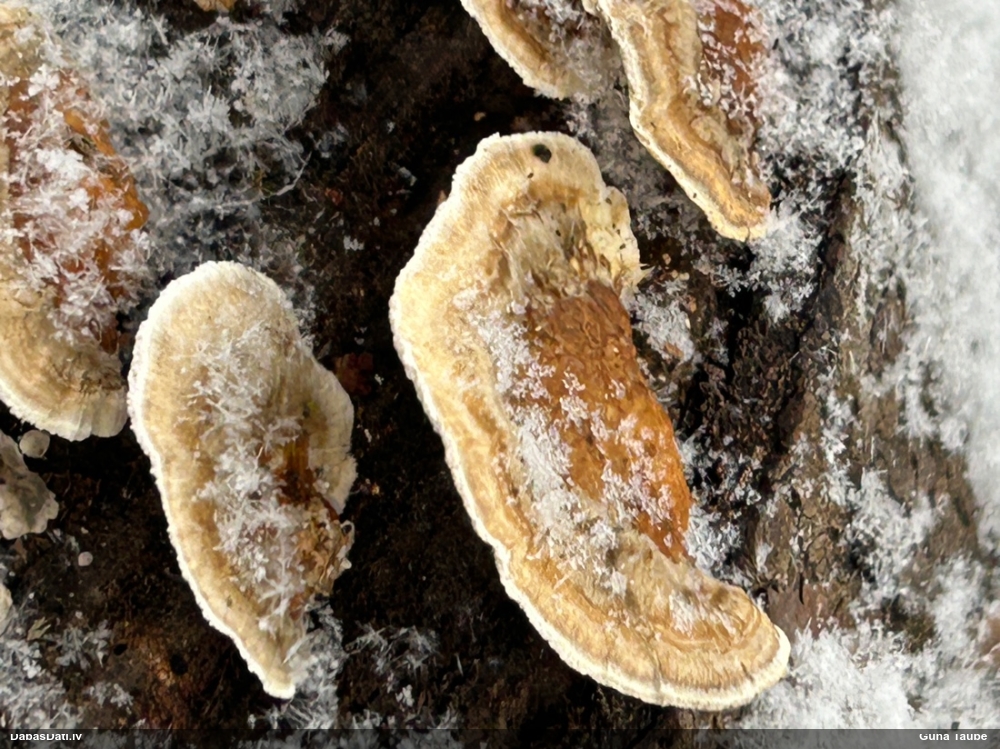 Dzeltenā tauriņpiepe