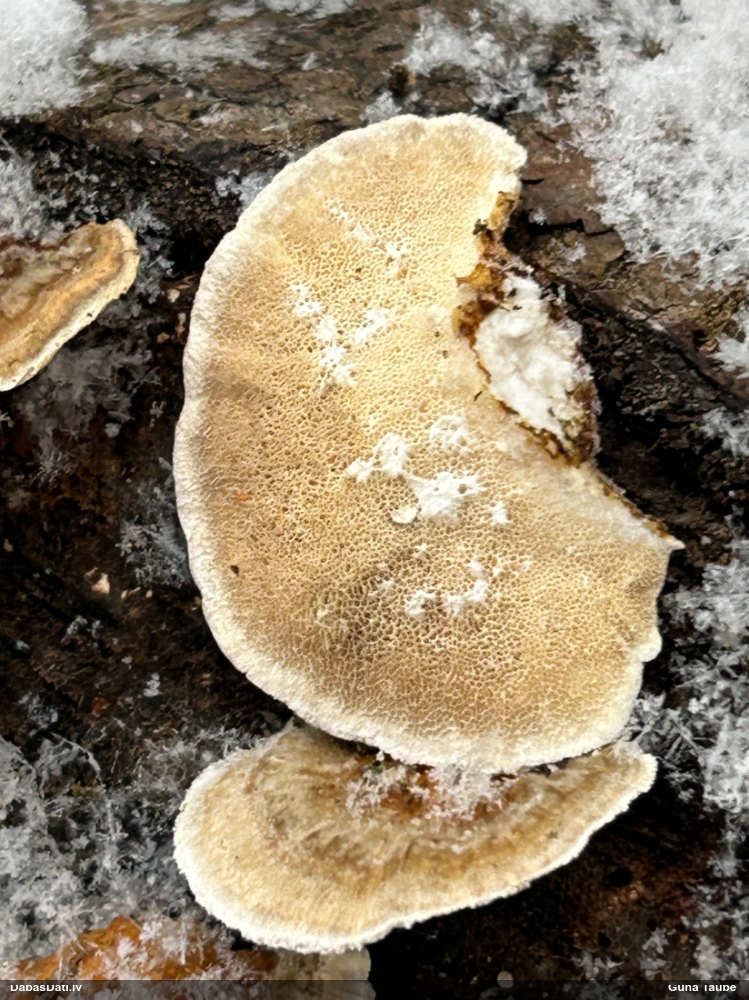 Dzeltenā tauriņpiepe