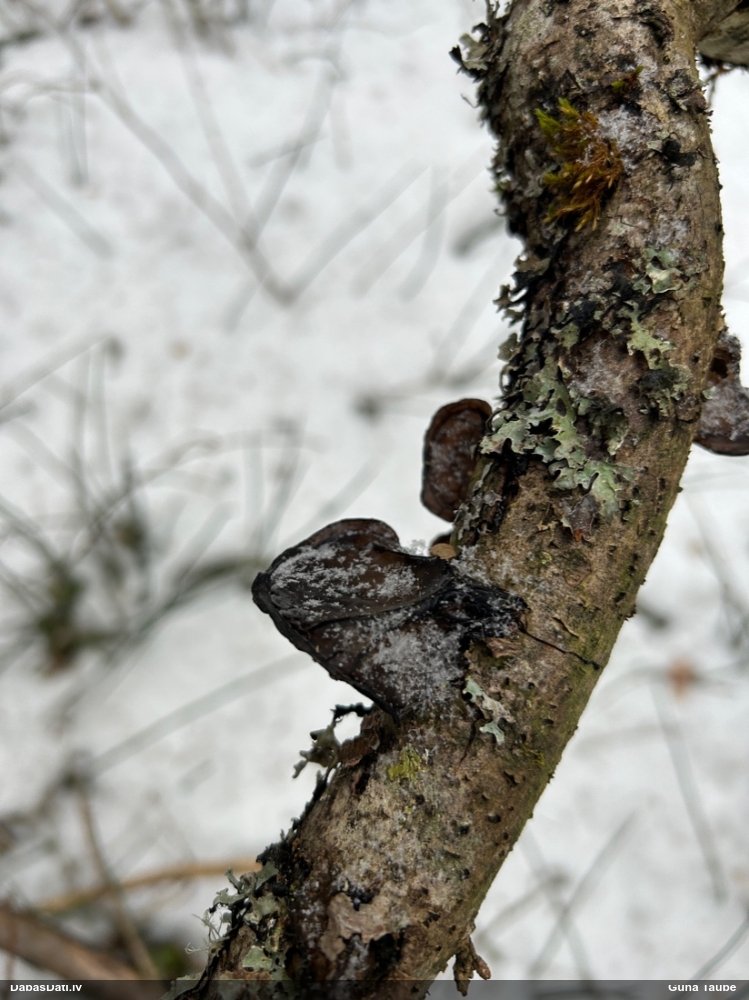 Nošķeltā eksīdija