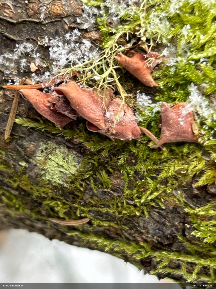 Izplestā pundurkamolene