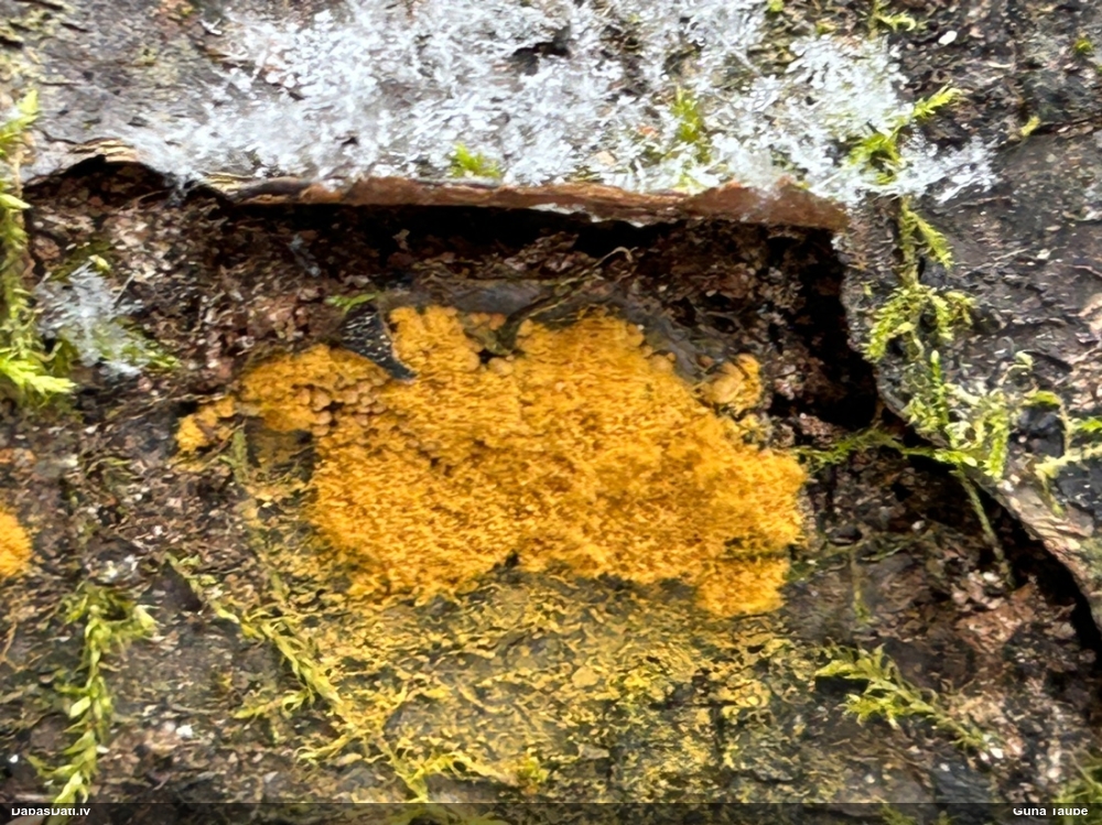 Trihija, hemitrihija (nenoteikta)