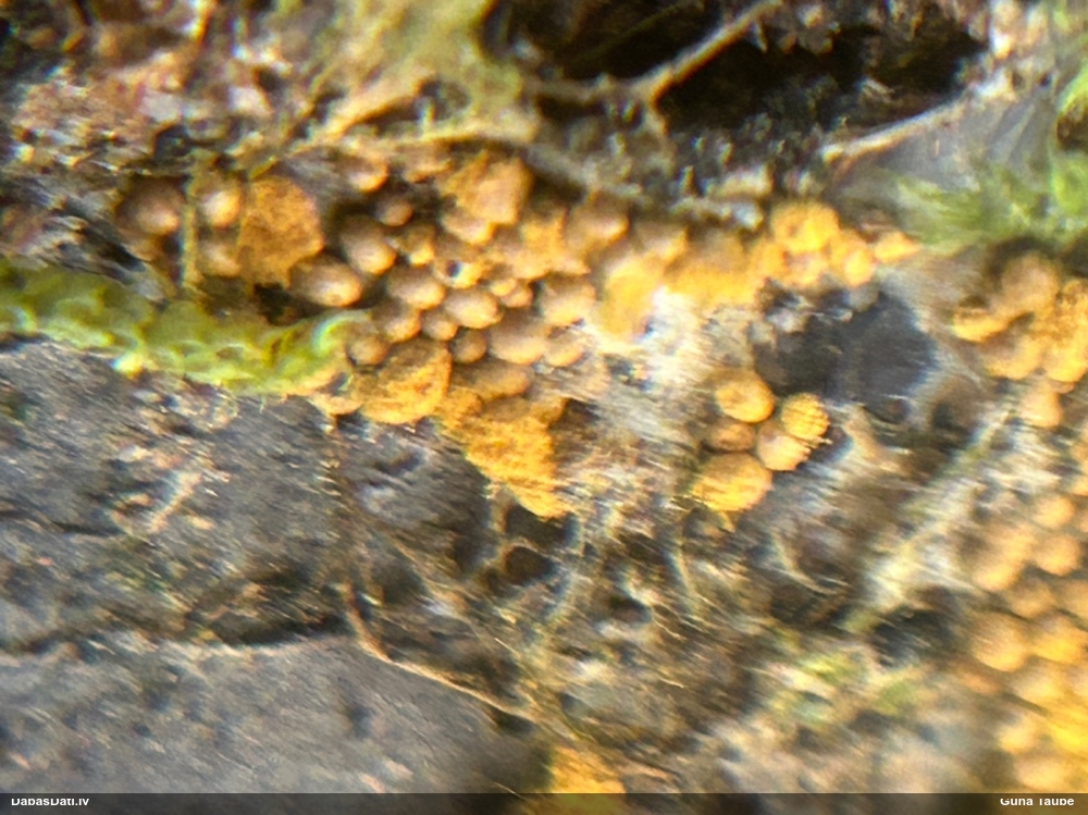 Trihija, hemitrihija (nenoteikta)