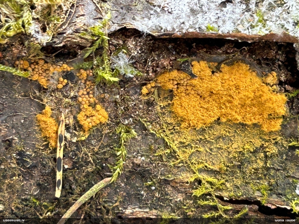 Trihija, hemitrihija (nenoteikta)