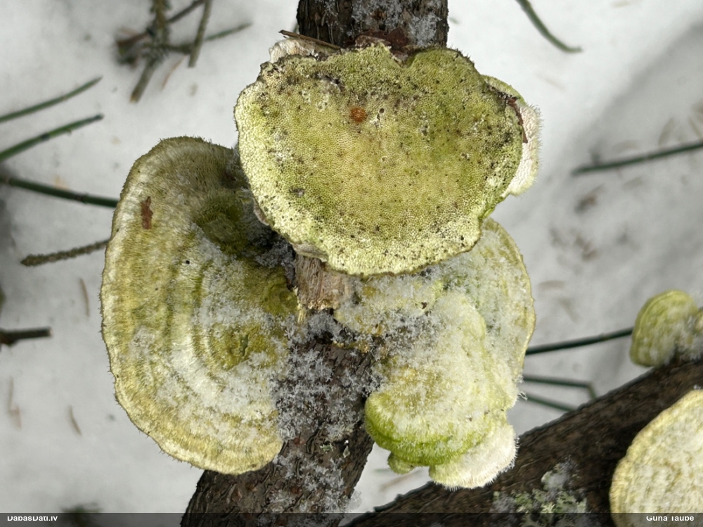 Sarainā tauriņpiepe