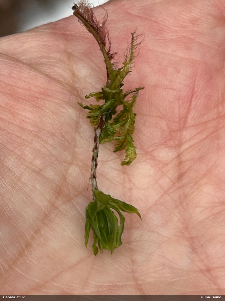 Parastā rožgalvīte