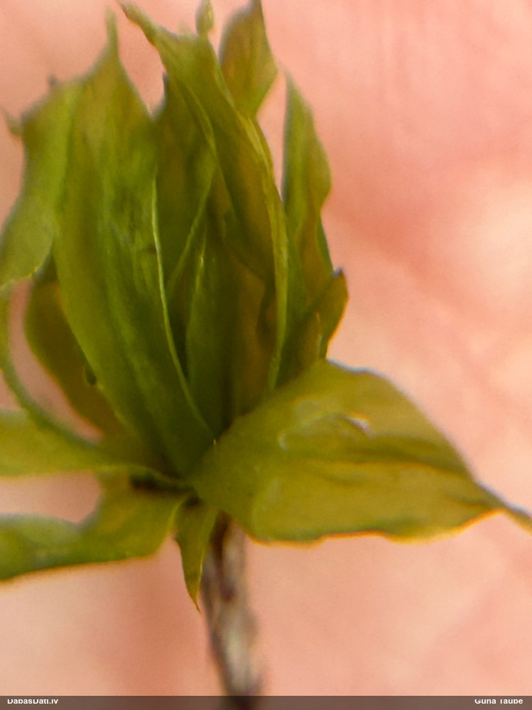 Parastā rožgalvīte