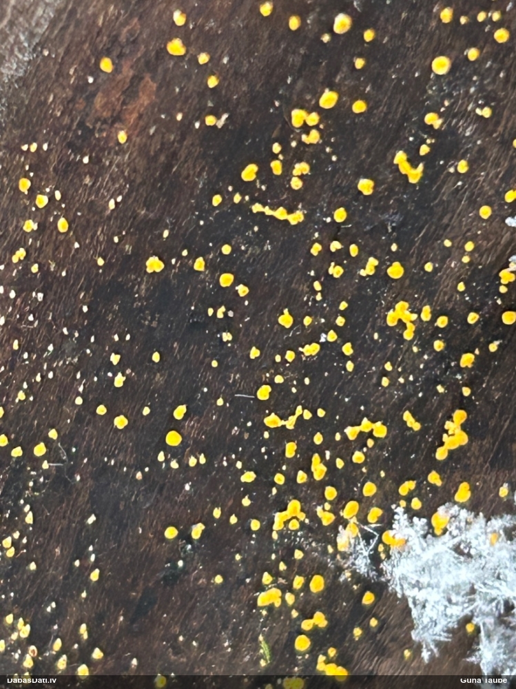 лимонно-желтая калицелла