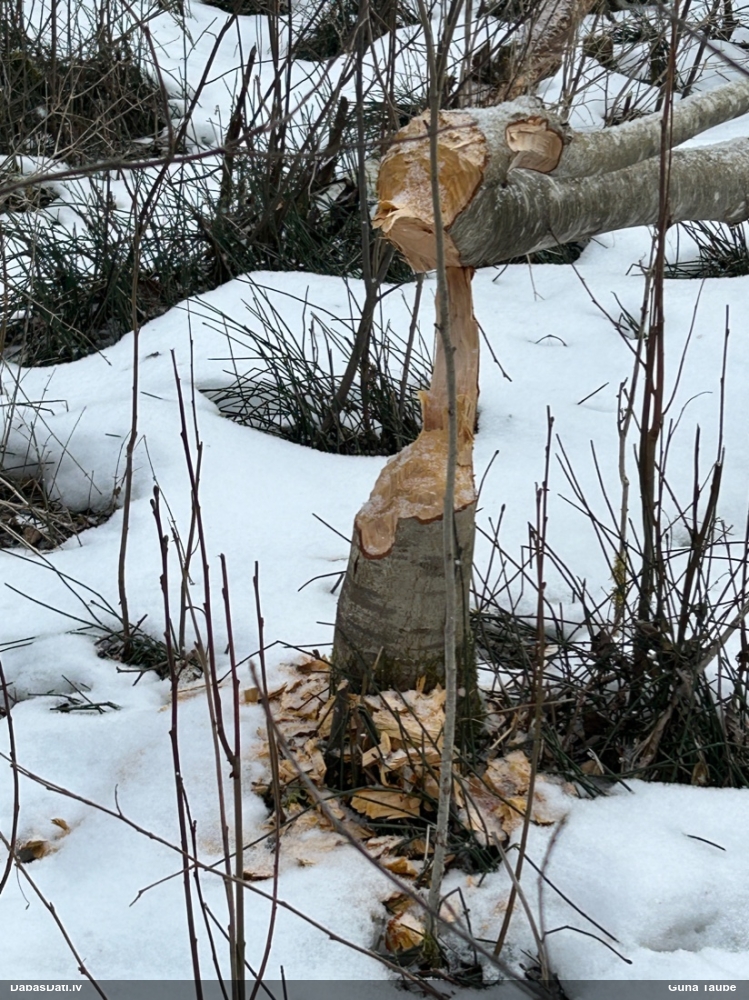 обыкновенный бобр