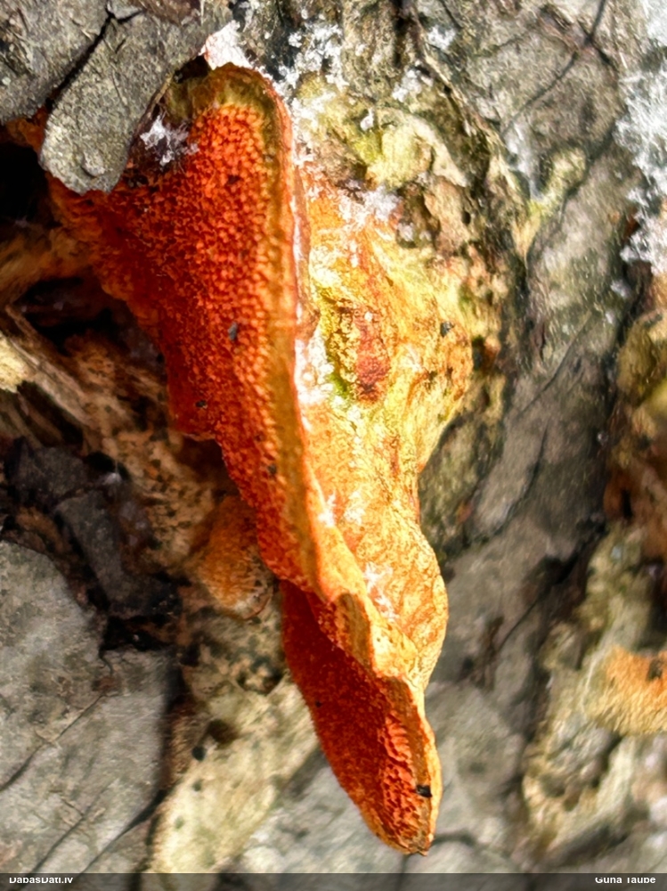 Parastā cinobrpiepe