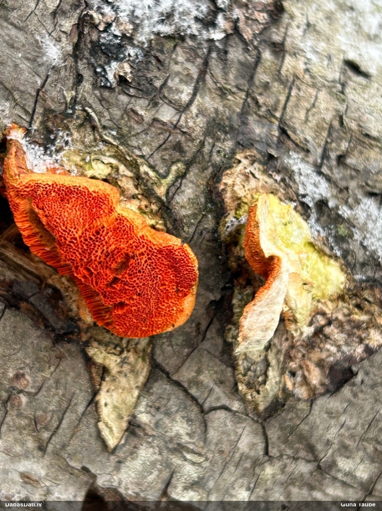 Parastā cinobrpiepe