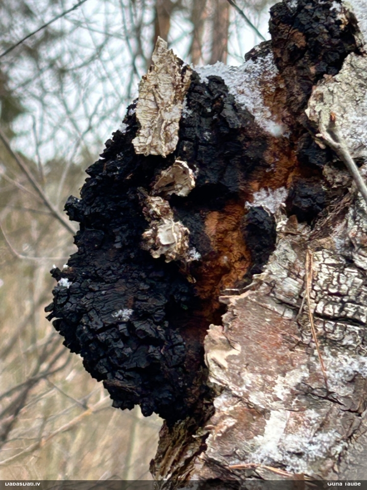 Melnā spulgpiepe, čaga