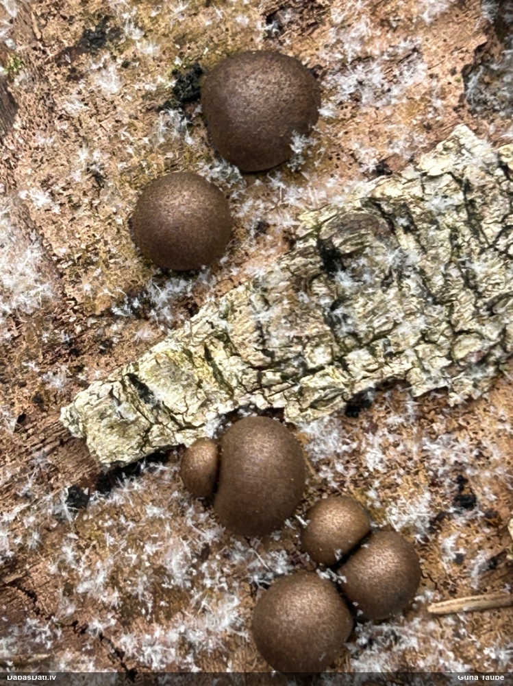 Koksnes vilkpienaine