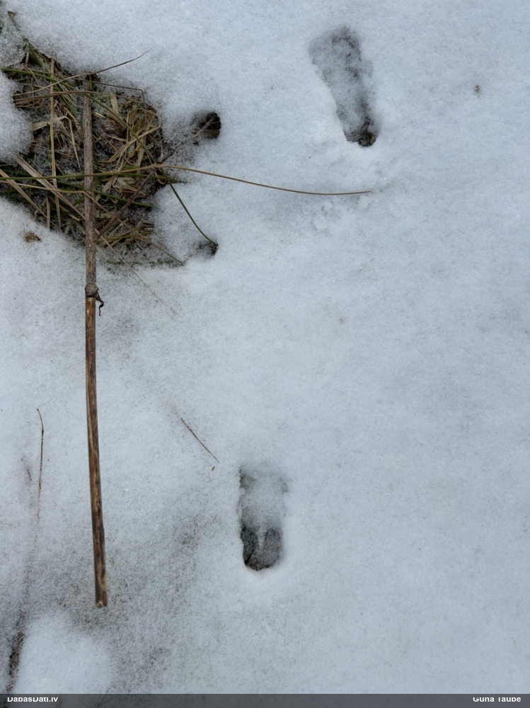 европейская косуля