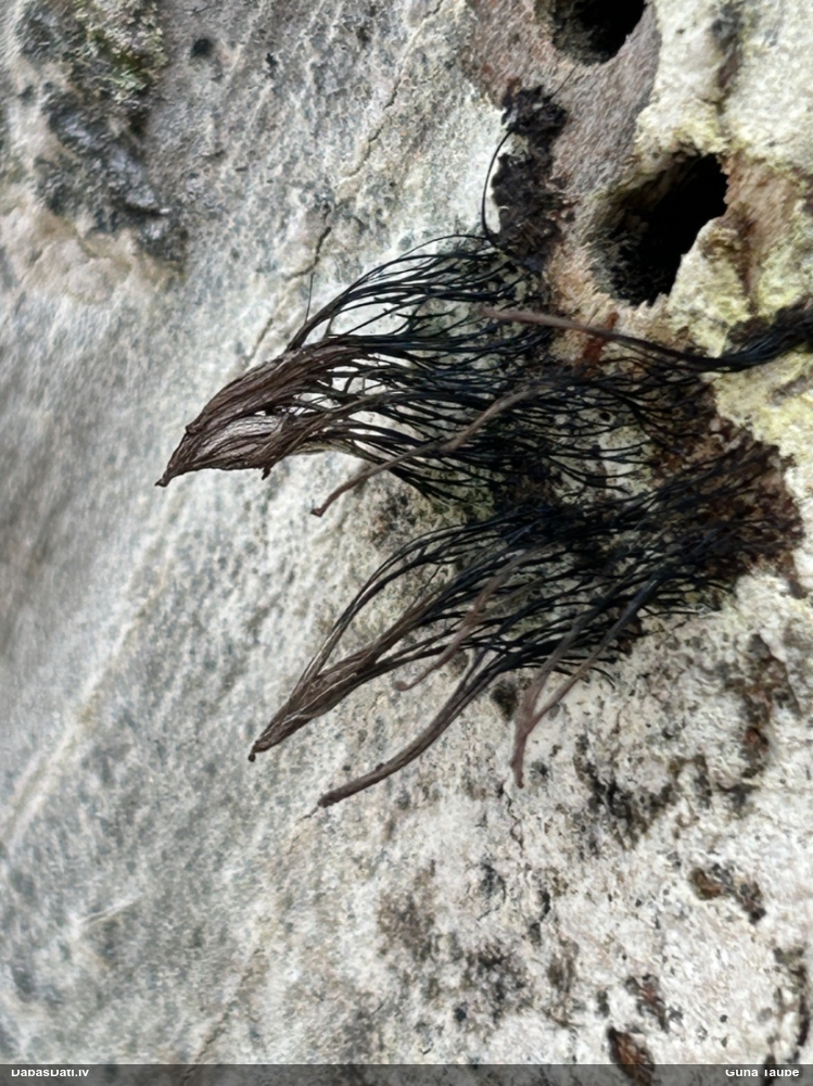 Šokolādes gļotsēne (nenoteikta)