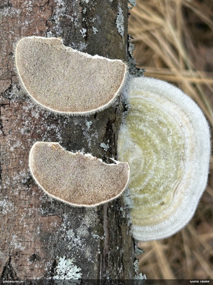 Sarainā tauriņpiepe