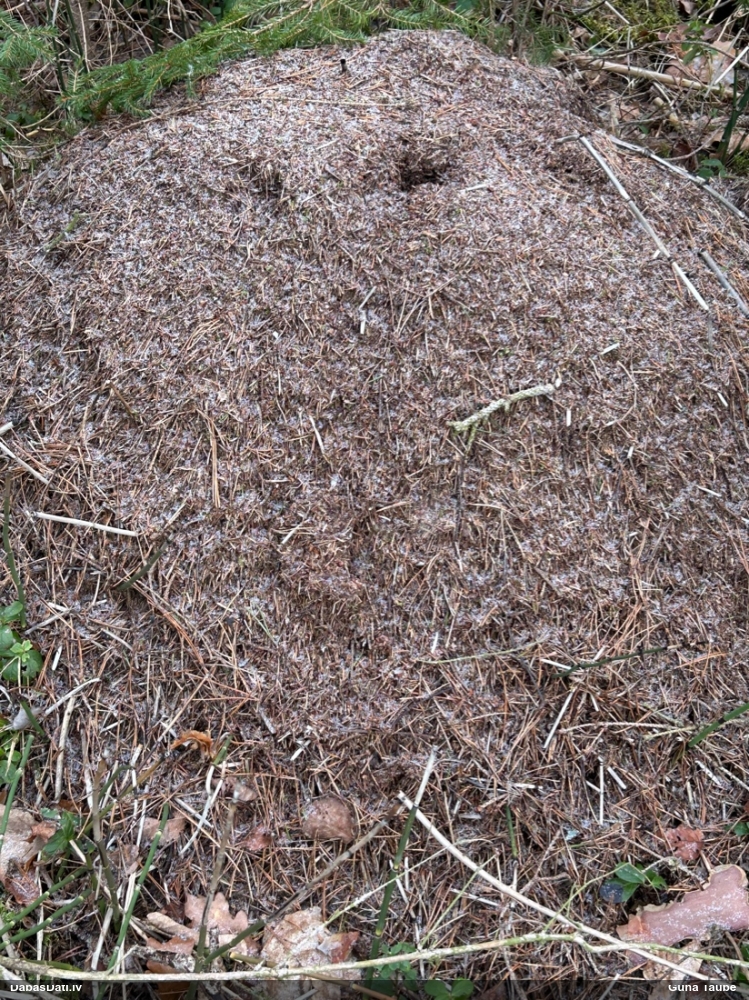 Rūsganā meža skudra