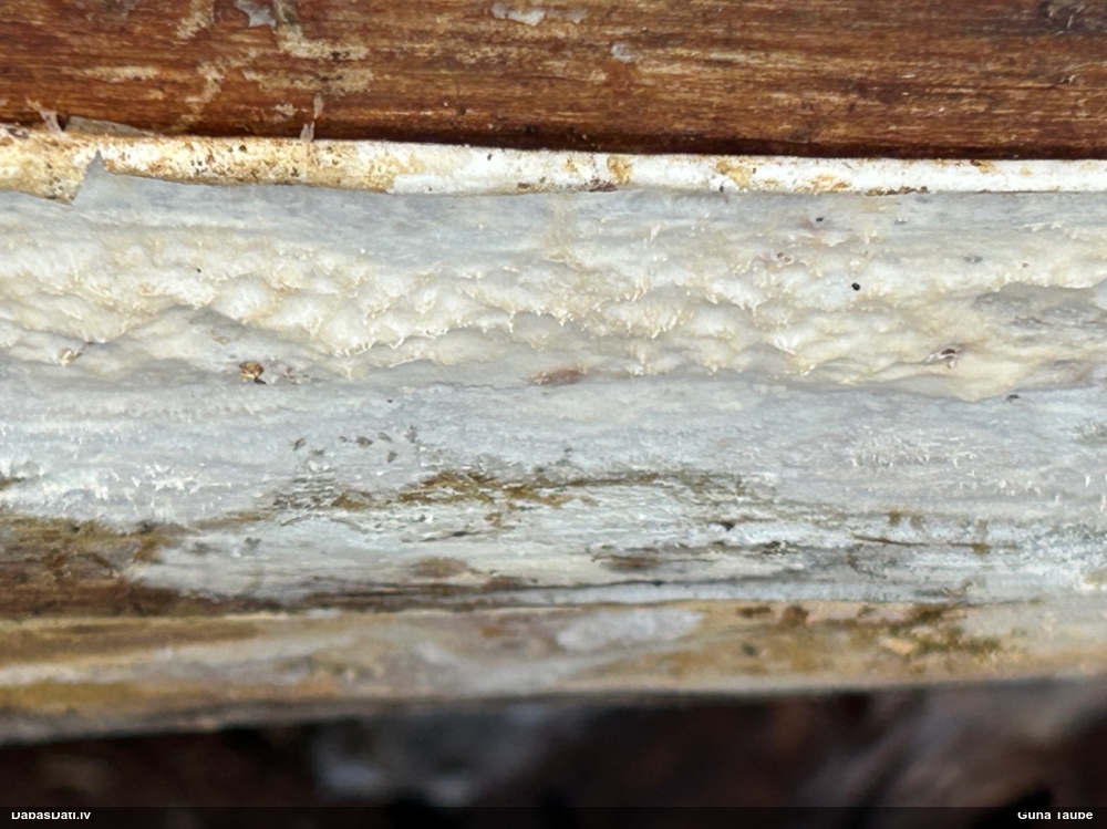 Klājeniska sēne (nenoteikta)