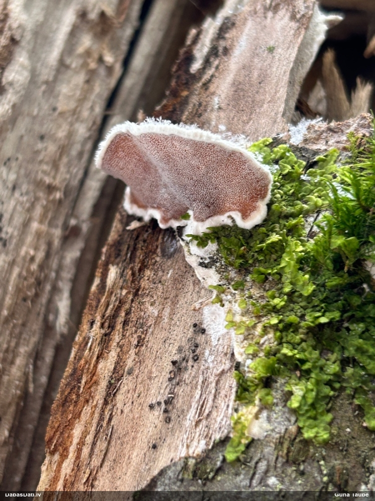 Divkrāsu plānpiepe