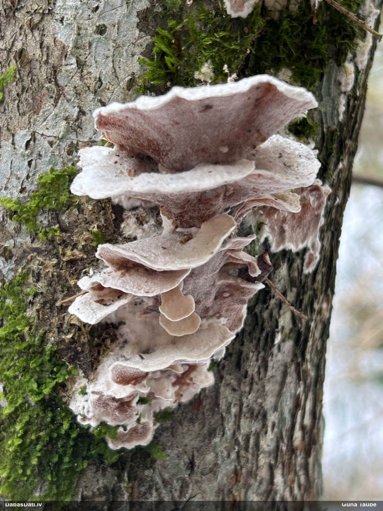 Divkrāsu plānpiepe