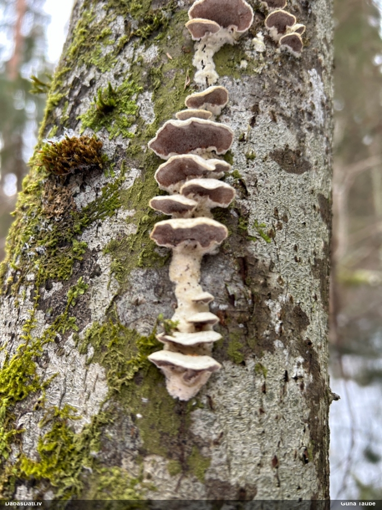 Divkrāsu plānpiepe