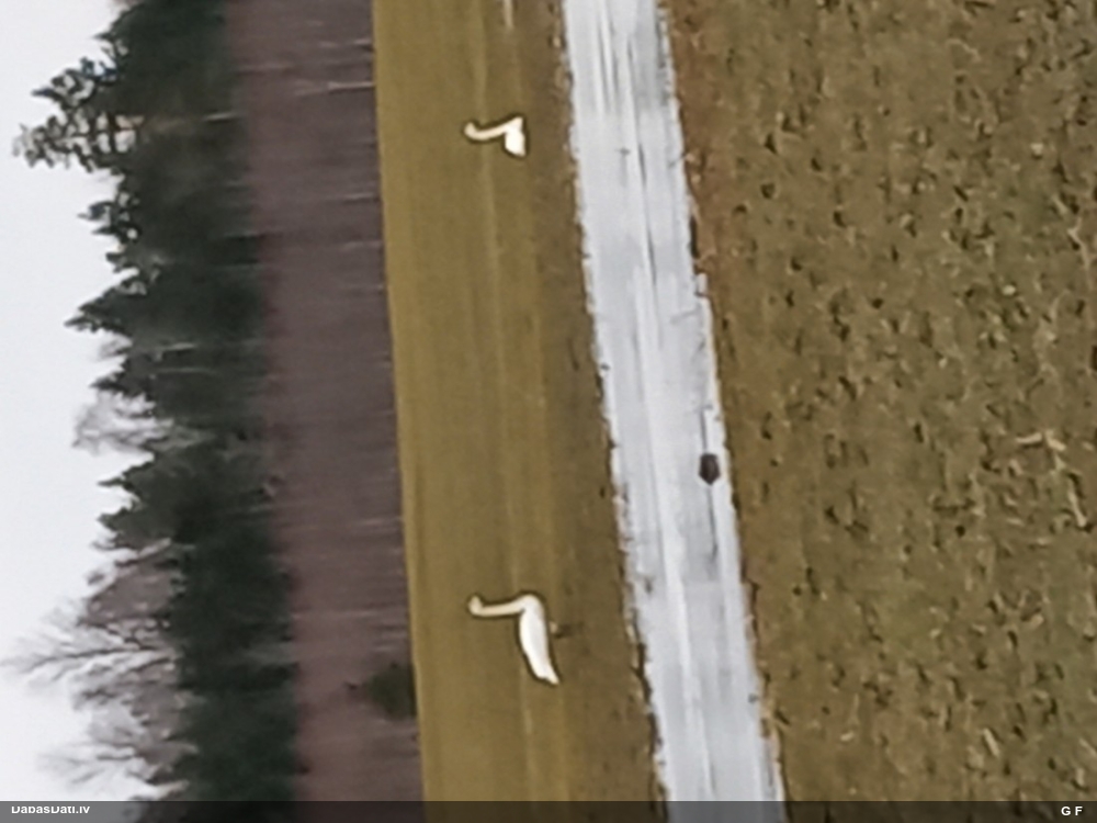 лебедь-кликун