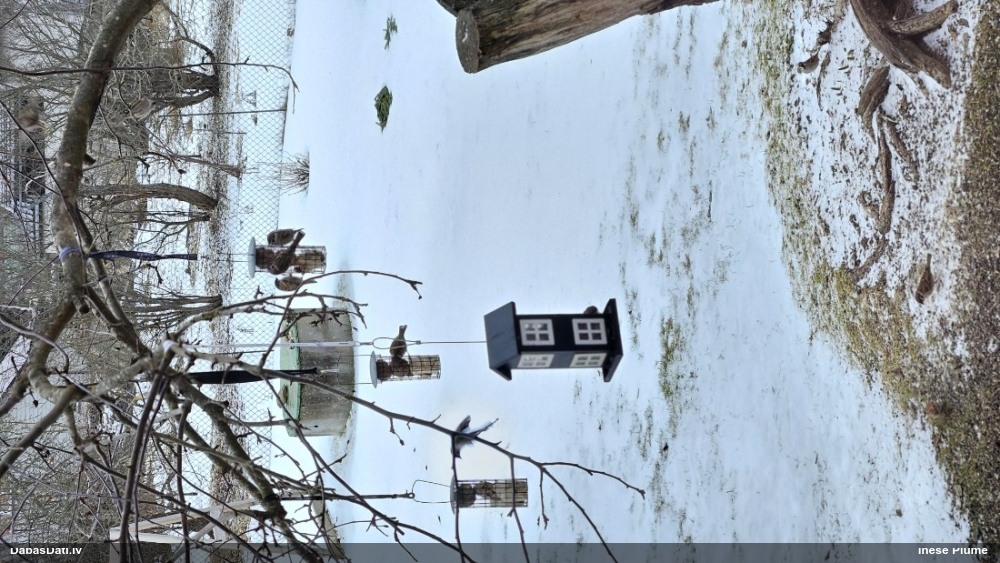 полевой воробей