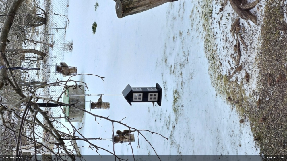 полевой воробей