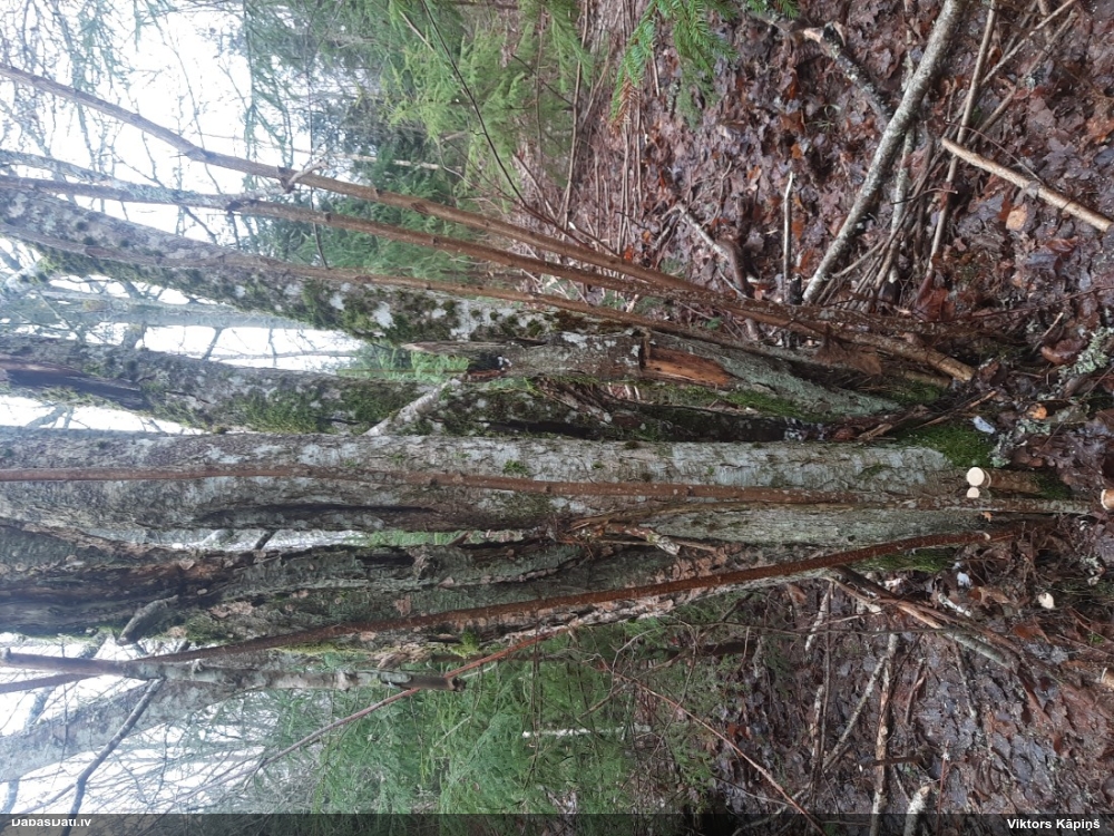 лещина обыкновенная