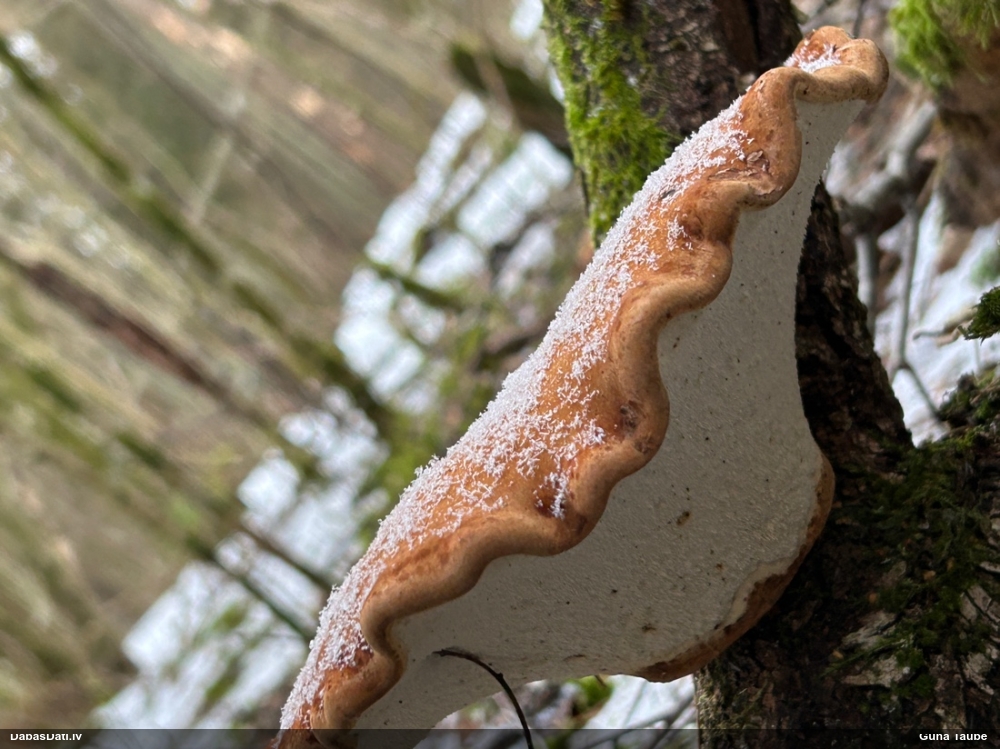 березовый Трутовик