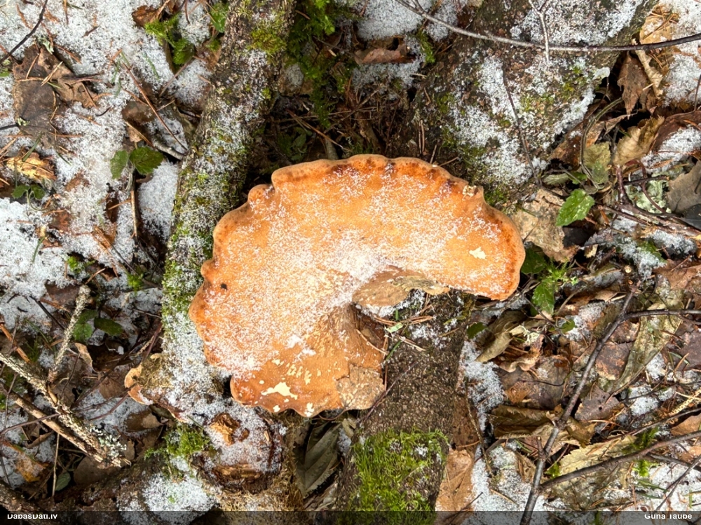 березовый Трутовик