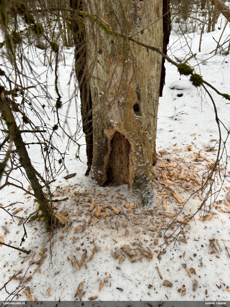 черный дятел